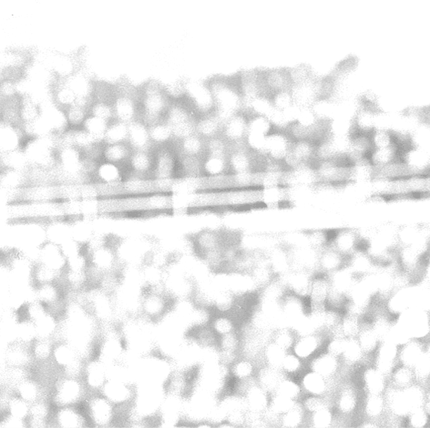 SEE SAQUON IN ACTION